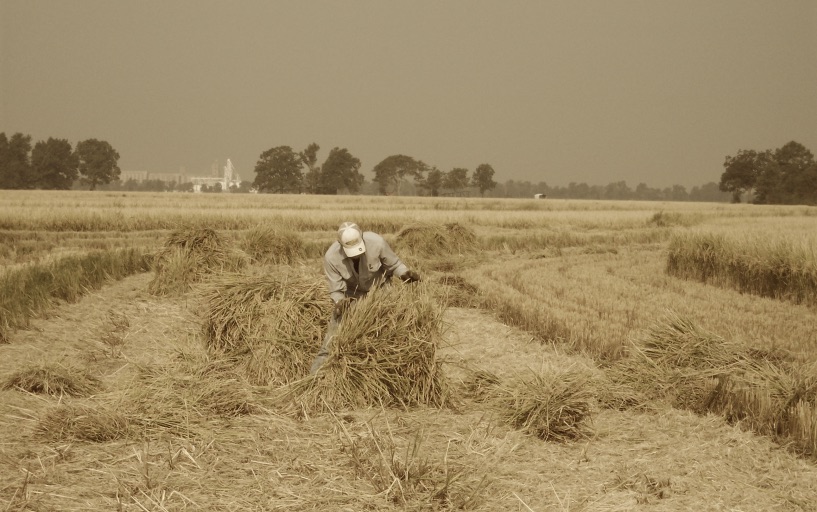 Harvesting rice by hand